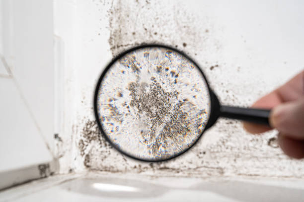 Best Mold Remediation for Rental Properties  in USA